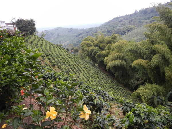 Colombia El Calmante